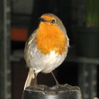 TheGardenersRetweet (@thegardenersrt) 's Twitter Profile