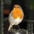 TheGardenersRT's profile image