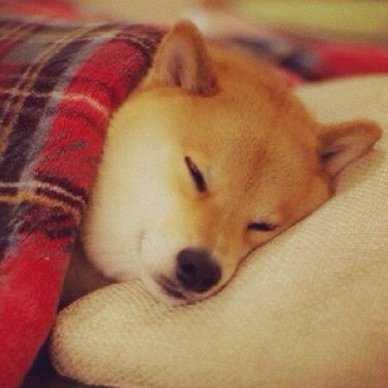 GO__saki's profile picture. 楽しく笑って生きていけたらいいなあ。