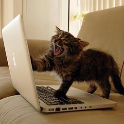 ridlbln's profile picture. 