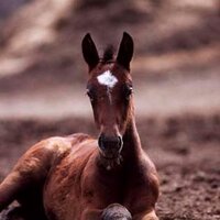 MAO (@htmr4) 's Twitter Profile