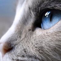 Oakfeather (@oakfeather) 's Twitter Profile
