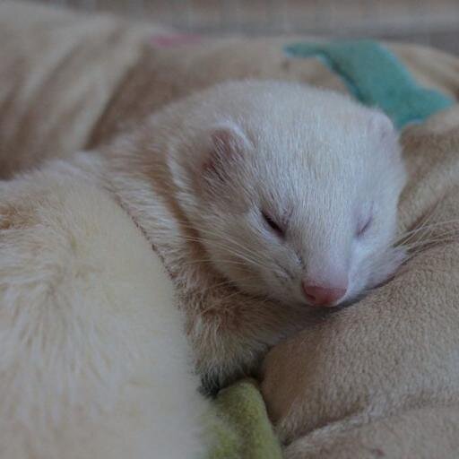 ForumFurets's profile picture. 