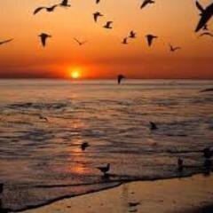 mavideniz5262's profile picture. 