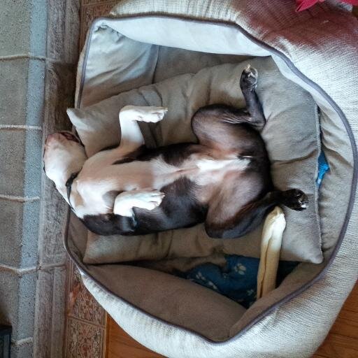 petergmackay's profile picture. Habs Fan, Boston Terrier Owner, Fall Riverian