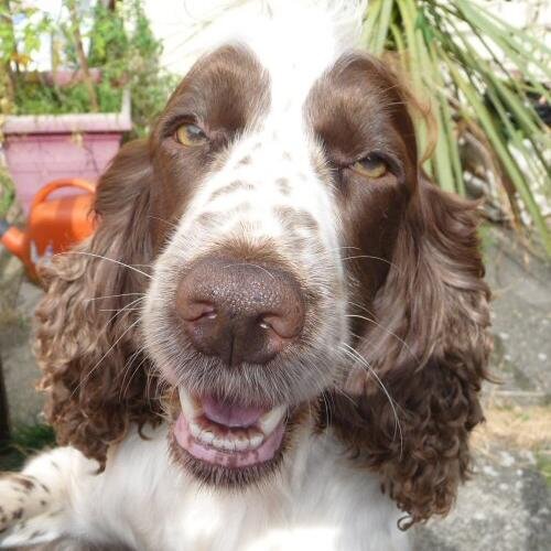 Do a Petfie and donate to the RSPCA, Battersea Dogs and Cats Home or Dogs Trust