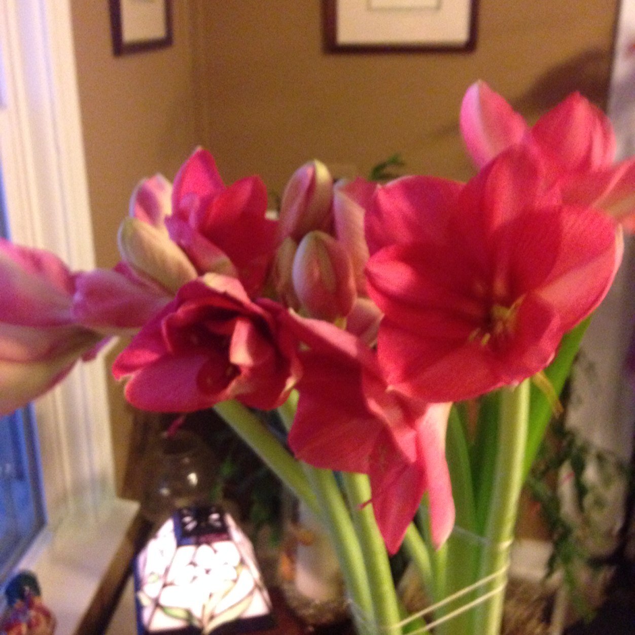 MorseKellymorse's profile picture. 