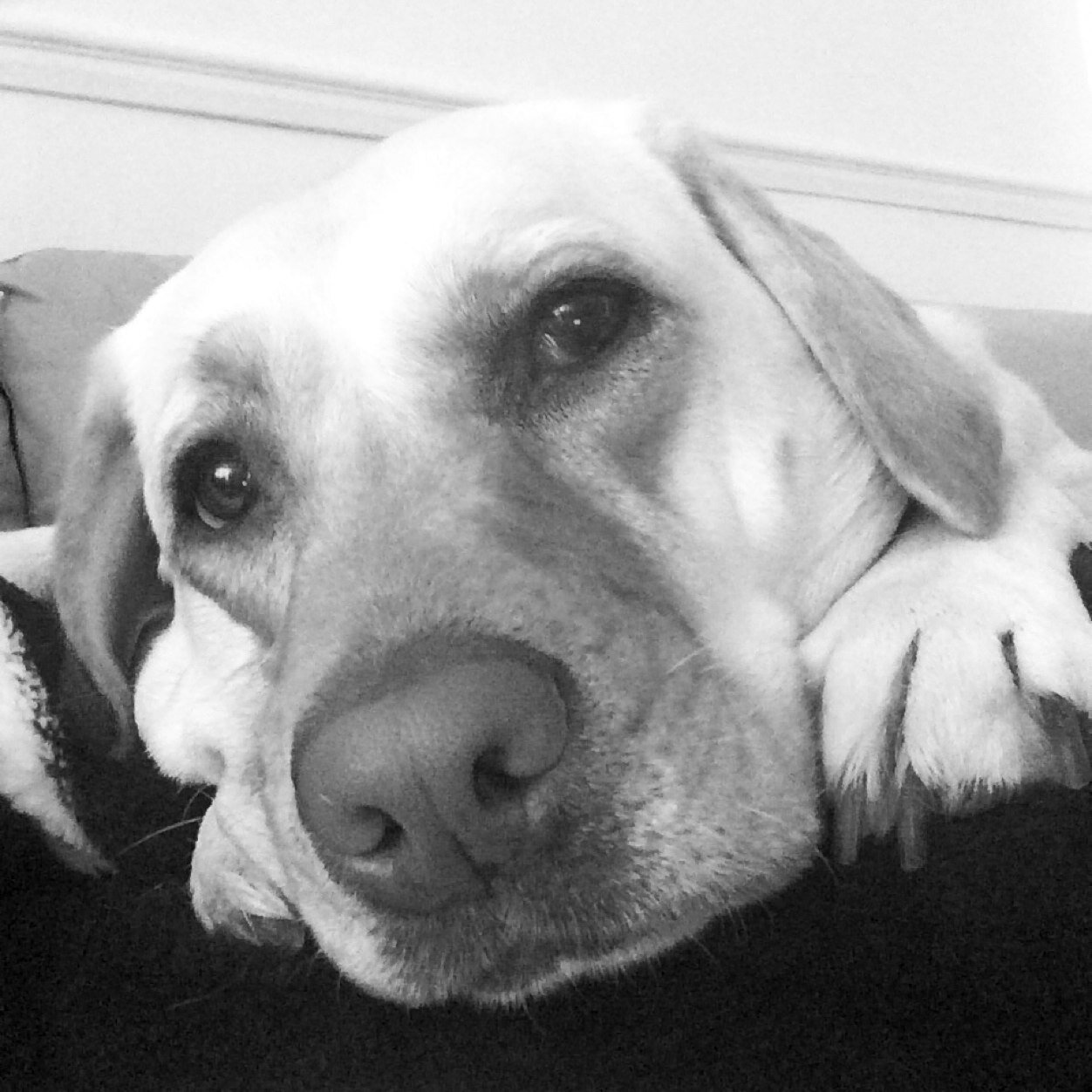 4 Year Old Labrador Retriever - Like Eating, Sleeping & Playing Ball - Currently Living The Good Life Instagram: SkyTheLabrador