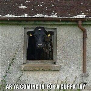 aoife1231's profile picture. 