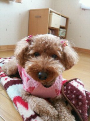 千秋→明和→河合→NDMC看護1期 陸上部 ♡いぬ、よさこい、きすまい、いきものがかり、納豆、いちご、りらっくま
