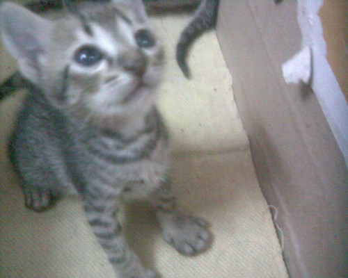 CatsForeverFB's profile picture. Cats are Life. Cats are Forever. #ILoveCats #CatsForever