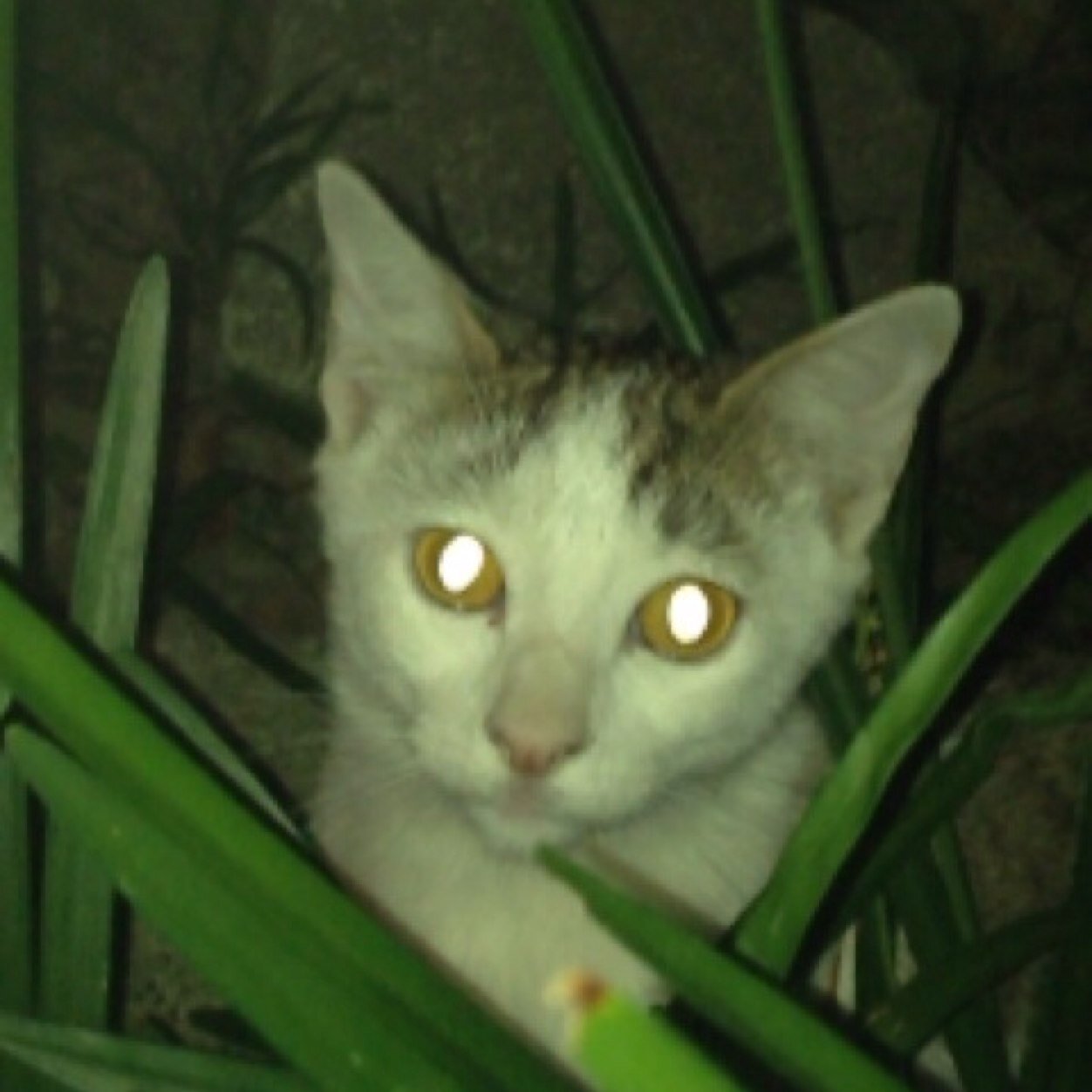 猫とネットが好きです。副業についてつぶやきます