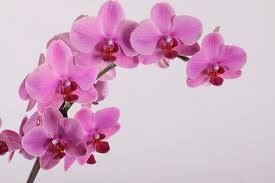 Massagepraktijk voor voeding en massage
