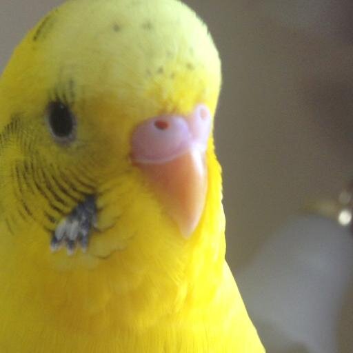 しごとはWebデザイなー。好きなものインコゲーム海外ドラマ編み物刺繍ビーズミシンなど手づくり全般日本酒立ち飲みなどなど 2020年子宮体&卵巣がんⅡb TC療法12回→経過観察中