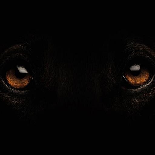 NachoSAP's profile picture. Dream building