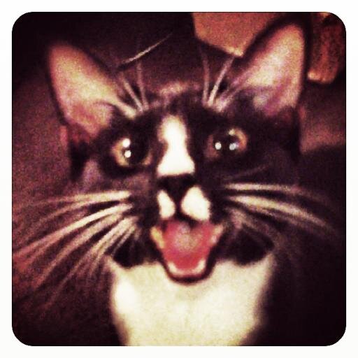 Famous owner, hard life, #CelebrityCatProblems. ~~~~~~~~~~~~~~~RETWEET ME, SLAVES!~~~~~~~~~~~~~~~