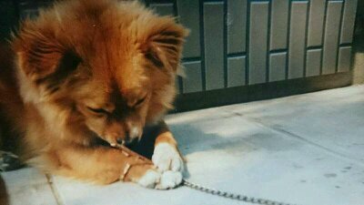 山口、神戸、犬犬犬🐶🐶🐶ぽち🐶🐺🐩薬💊💊