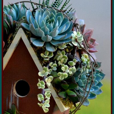 The Succulent Perch Succulentperch Twitter