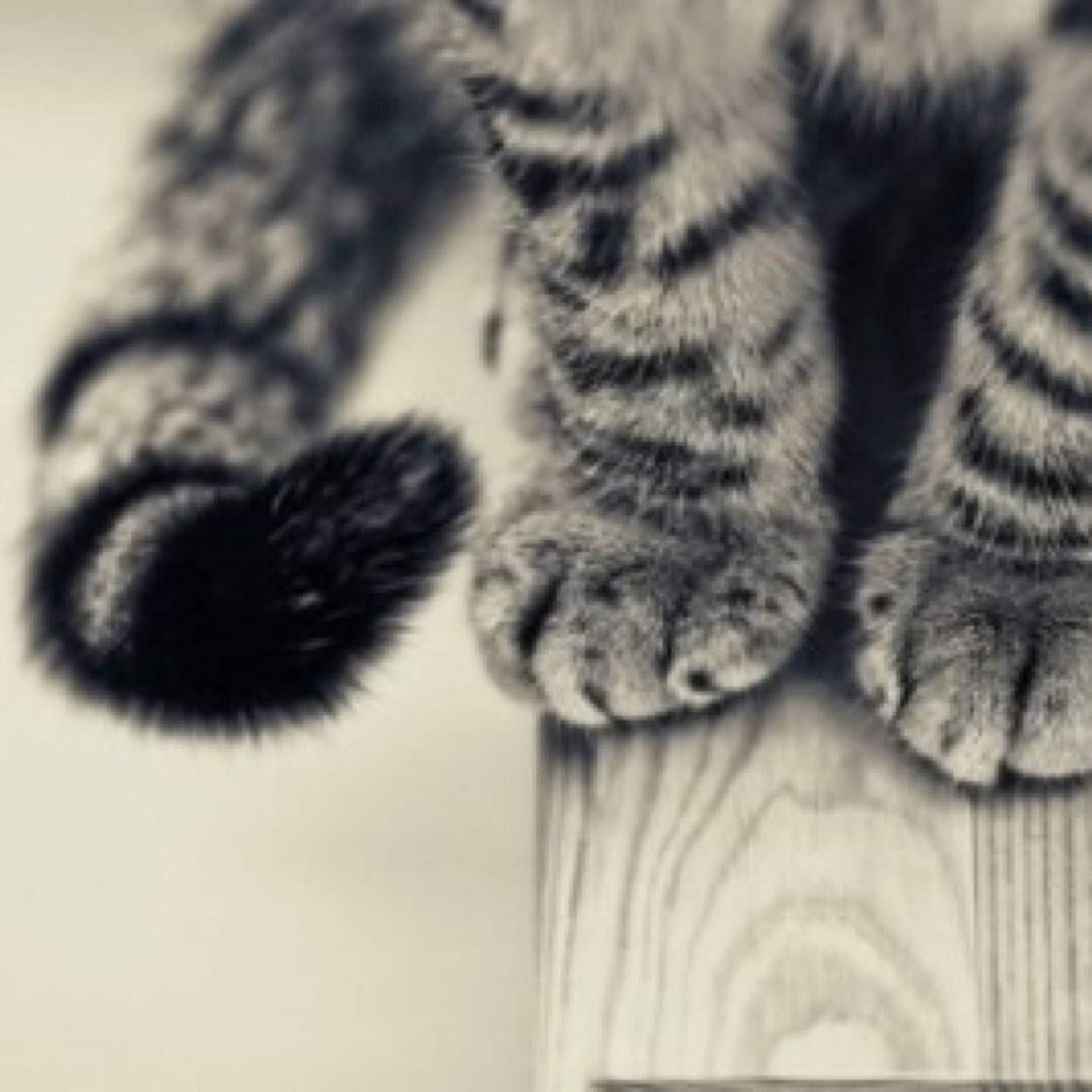 I'm Maykit, a lonely kit. I know a lot about herbs and I don't get why cats kill eachother.