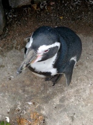 RFagant's profile picture. Get out !! Nothing to see !
Je suis assez misérable dans mes post pour qu'en plus je sois dans l'obligation de vous le confirmer. Nihilisme & Gothic Culture