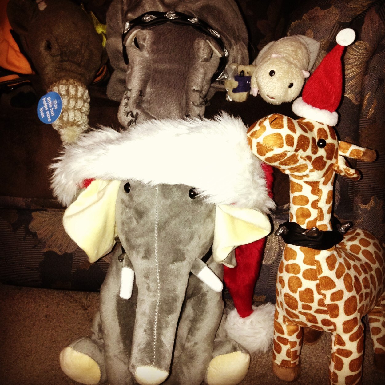 Ellietheele's profile picture. 