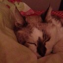 Elisa Bartoli - @elybart1 - Twitter