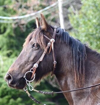 Selling the BEST Gaited Trail Horses for REAL Trail Riding!
