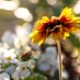 Poppleton Nursery (@popnursery) Twitter profile photo