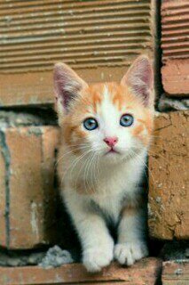 LavaOfBlueIce's profile picture. Growl Growl I'm Lavakit! I have one parent, not two! Iceheart. I like adventures! Not scared to ask! #Tom #Single