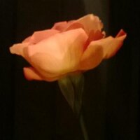 Victoria (@skyflyboa) 's Twitter Profile