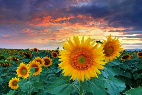 BessieFrances's profile picture. 