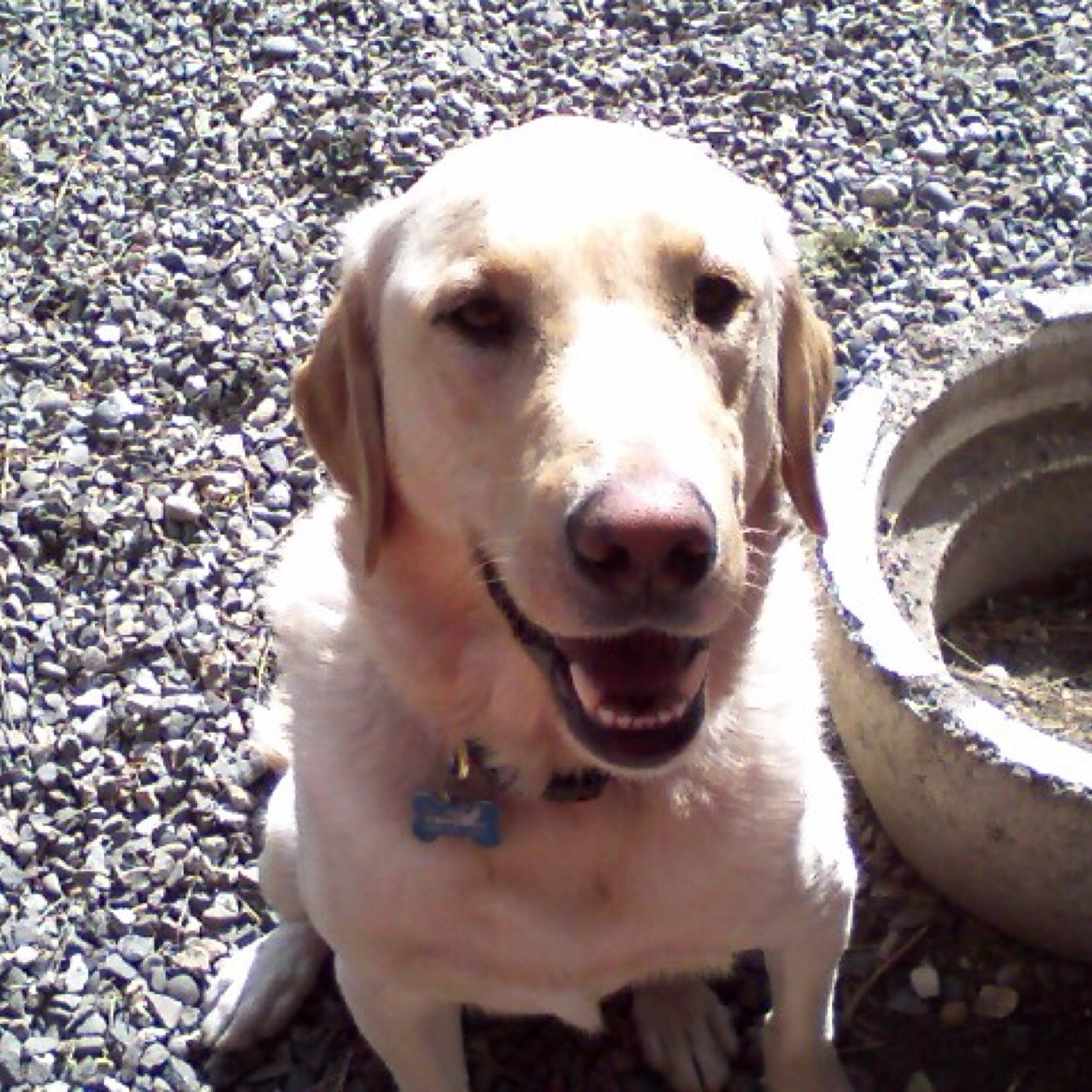 The only good boy is a Dog! And I follow, & love reading Jason Isbell tweets! UW Grad.. Go Dawgs!!