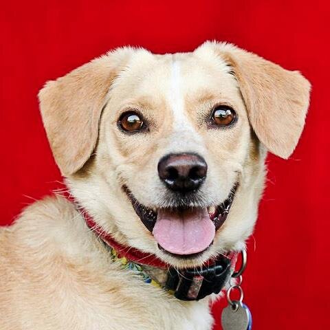 FriendsofNCSLA's profile picture. Run by the Friends of North Central Animal Shelter in Los Angeles, CA. Come visit us at 3201 Lacy Street, Los Angeles, CA or call (213) 485-5767. Adopt today!