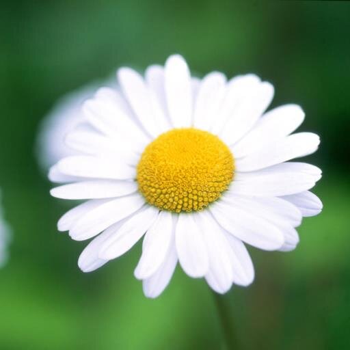 aimalelu's profile picture. 