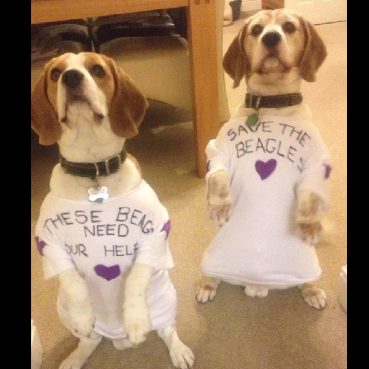 julie_joogie62's profile picture. 