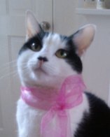 NeuteringGroup's profile picture. Support neutering - Snip and Chip saves lives!