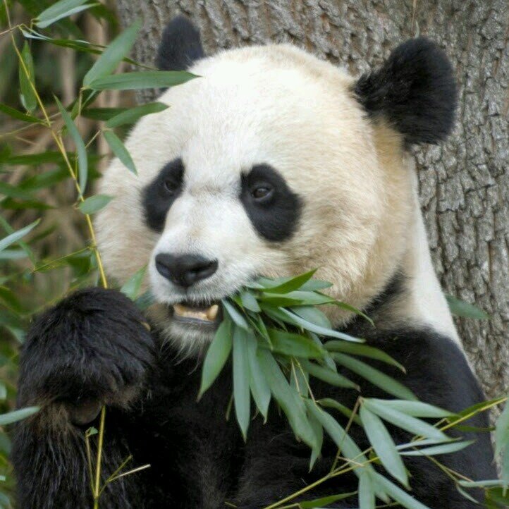 Panda Master.