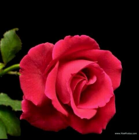 dndoon7_21's profile picture. إن كان غيرك تبتسم له شفاياي 
إنت عروق القلب تضحك لشوفك