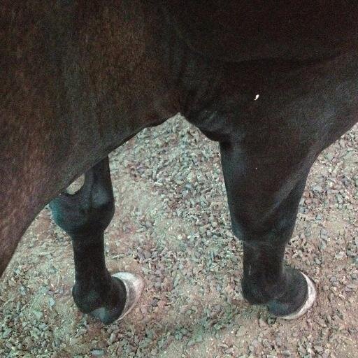 2 fabulous horses, and my old pony hunter! 3' hunters/eq on a gray and 3'9 jumpers on a bay!!
