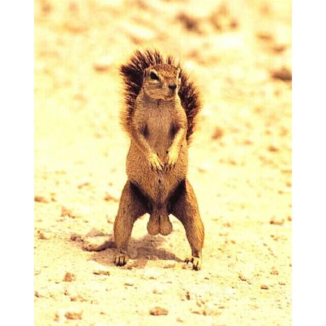 sup squirrel