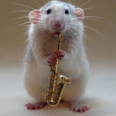 cute rats cute rats
