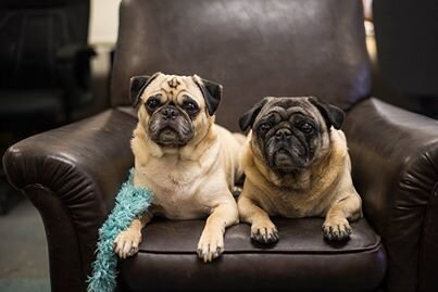 Global_LibertyV's profile picture. The best selection of pet food & pet care products at competitive prices.