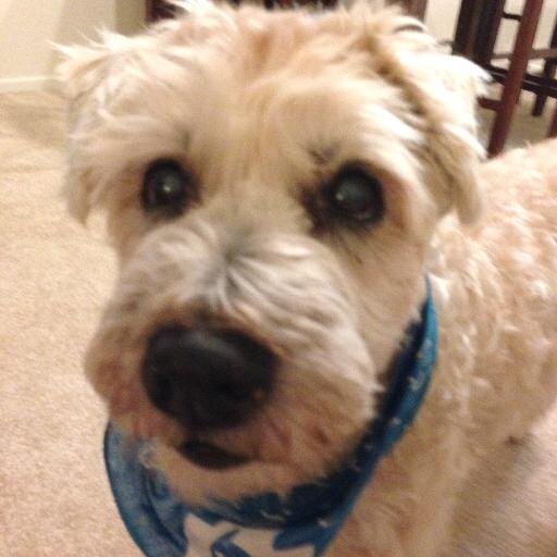 afreuden's profile picture. In the long history of humankind (and animal kind, too) those who learned to collaborate and improvise most effectively have prevailed.
Charles Darwin