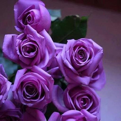 senseQueen10's profile picture. أكتب كل ما يقوله الناس ضدك في أوراق وضعها تحت قدميك فكلما زادت الأوراق ار تفعت انت