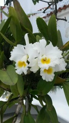 soniaMBalza's profile picture. 