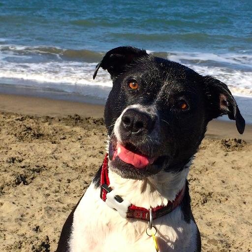 I am a dog. I like to swim.