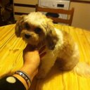 Tracy Nutt - @animalangel28 - Twitter