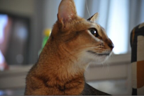 piperitum's profile picture. ベランダで多肉植物を中心に栽培を楽しんでいます。