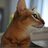 piperitum's profile image