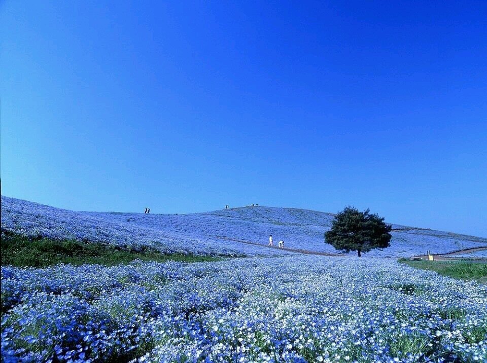 NardiniFabrizio's profile picture. 